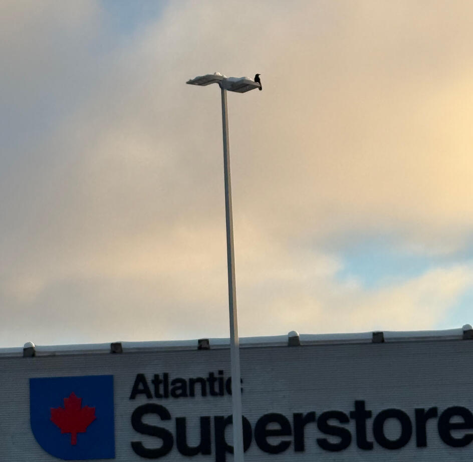 Sussex Superstore Lights Project (2)